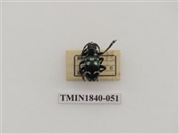 藏品(菲律賓產昆蟲)的圖片